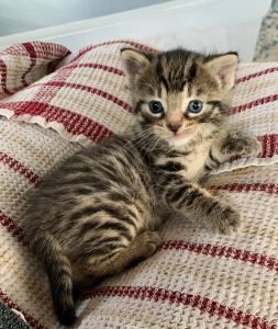 Blue, Dorset Rescue Kittens first intake