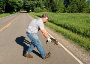 Helping Snapping Turtle 1