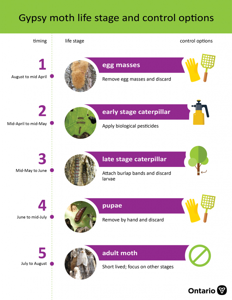 gypsy moth, Lymantria dispar dispar, life stage and control options