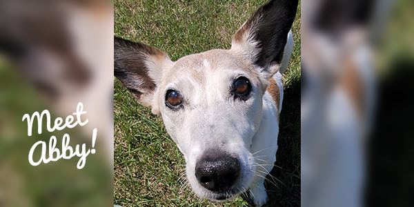 16 year old jack clearance russell