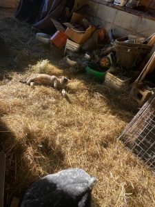 From feral to farm. Photo courtesy of Muskoka Animal Rescue